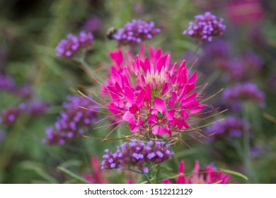 Summer Photo Of A Colorful Flower Garden Growing In Majors Hill Park Ottawa Ontario Canada.