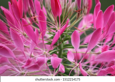 Summer Photo Of A Colorful Flower Garden Growing In Majors Hill Park Ottawa Ontario Canada.