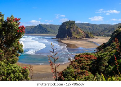 Summer Piha beach and Lion Rock with pohutukawa tree flowering, New Zealand