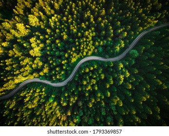 Summer Pine Forest and Winding Curvy Road. Top Down Birds Eye View.