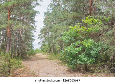 Summer in the pine forest.Nature in the vicinity of Pruzhany, Brest region,Belarus. - Shutterstock ID 1269685699