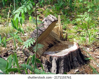 Summer And A Pine Stump In The Woods. 