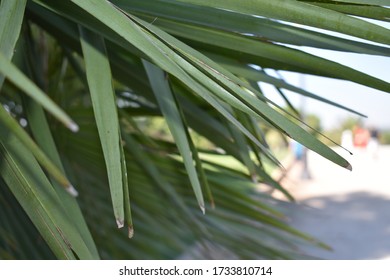 Summer Plant Palm Tree Abstract