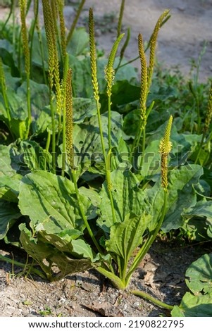 In summer, plantain is large, Plantago major, Plantago borysthenica, grows in the wild.