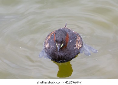 A Summer Plumage Little Grebe (Tachybaptus Ruficollis) Viewed From Above, Also Showing Its Lobed Feet Underwater, England UK