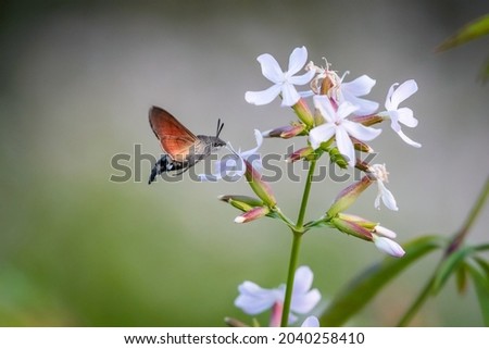 Summer poetic photo. Hummingbird hawk-moth floats around white summer flower and sucks a nectar. Macroglossum stellatarum.
