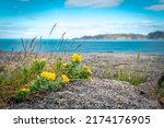 Summer polar landscape. Summer tundra. Northern flowers growing on rocks. Landscape in the vicinity of the Barents Sea. Teriberka, Russia