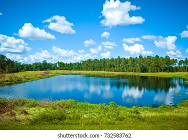 Summer Pond. Photo Taken In Wesley Chapel, Florida.