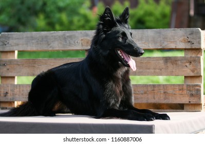 Summer Portrait Black Groenendael Dog Green Stock Photo 1160887006 ...