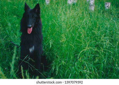 Summer Portrait Black Groenendaeldog Green Background Stock Photo ...