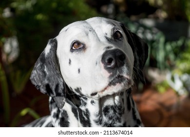 Summer Portrait Of Cute Dalmatian Dog With Black Spots. Nice And Beautiful Dalmatian Family Pet Outdoors On Sunny Summer Day. 101 Dalmatian Movie Star.