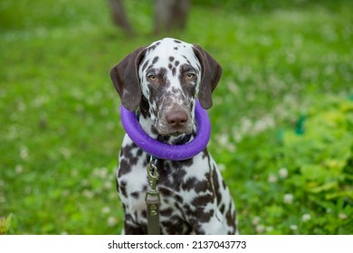 Summer Portrait Of Cute Dalmatian Dog With Brown Spots And Toy,purple Ring. Nice And Beautiful Dalmatian Family Pet Sitting Outdoors ,meadow,sunny Summer Day. 101 Dalmatian, Cruella Movie Star