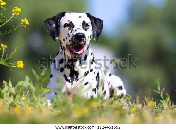 Summer portrait of cute dalmatian dog with black\
spots. Smiling purebred dalmatian pet from 101 dalmatian, Cruella\
movie with funny faces lies outdoors sunny summer time with\
colorful yellow flowers