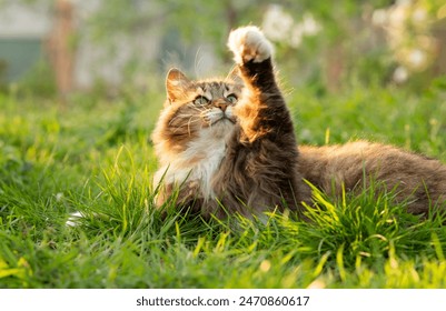 summer portrait of a fluffy Siberian red cat walking on nature in garden on background of green grass - Powered by Shutterstock