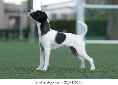 1,215 Tricolor jack russel terrier Images, Stock Photos & Vectors ...