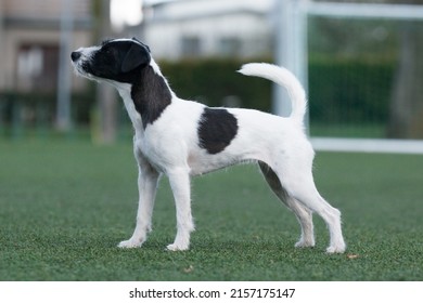 1,215 Tricolor jack russel terrier Images, Stock Photos & Vectors ...