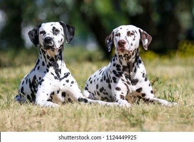 Summer portrait of two cute dalmatian dogs with black and brown spots. Smiling purebred dalmatian pets from 101 dalmatian, Cruella movie with funny faces outdoors in summer time with green background