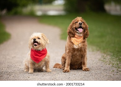 Summer portrait of two dogs sitting on a dirt pathway at a park. One is a shih tzu breed and the other is a cocker spaniel. They are both wearing colourful bandanas. 