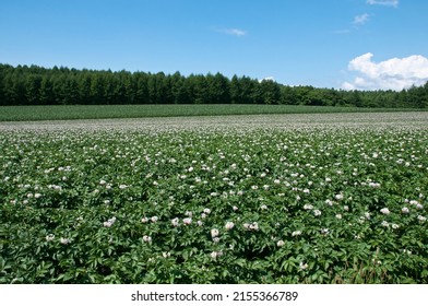 Summer potato field with blooming flowers
