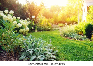 Summer Private Garden With Blooming Hydrangea Annabelle. Curvy Lawn Edge, Beautiful Pathway. Landscape Design In English Cottage Style.