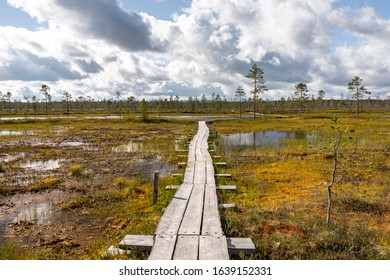 Summer In Pyhatunturi, Finnish Lapland