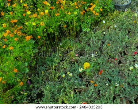 Gebüsch mit roten Beeren auf einer Wiese mit Teilen eines Baumstammes