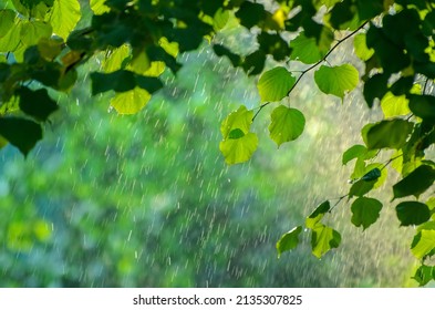 Summer Rain Lush Green Forest Heavy Stock Photo 2135307825 | Shutterstock