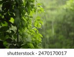 Summer rain on the balcony with climbing grapes