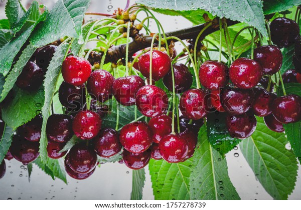 Summer rain and red cherries on branch in garden. Many ripe cherry berry on cherry tree, close up