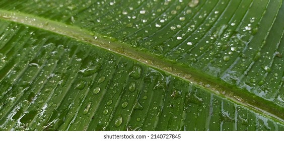 Summer Rain Water Droplets Fallen On Fresh Single Wet Dark And Vibrant Big Green Wild Banana Plant Leaf Surface. Beautiful Foliage Greenery Background Texture With Copy Space. Close Up Macro Top View.