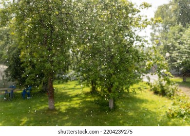 Summer Raindrops Fall From The Sky Overlooking A Sunny Lawn, Green Trees On A Summer Day, A Beautiful Sunny Rainy Day Background