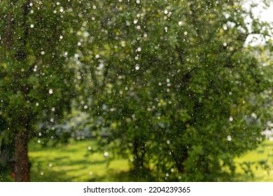 Summer Raindrops Fall From The Sky Overlooking A Sunny Lawn, Green Trees On A Summer Day, A Beautiful Sunny Rainy Day Background