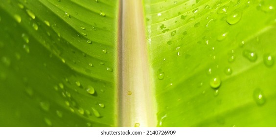 Summer Rainwater Droplets Fallen On Fresh Wet And Cool Big Green Wild Banana Plant Leaf Surface With Backlit Of Morning Sun Ray Light Or Sunlight. Greenery Foliage Background Texture With Copy Space.