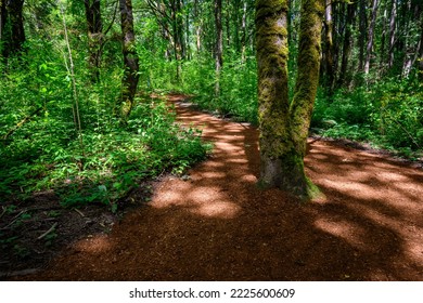 Summer recreation, sun dappled walking trail in suburban woodland park
 - Shutterstock ID 2225600609