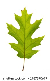 A Summer Red Oak Leaf