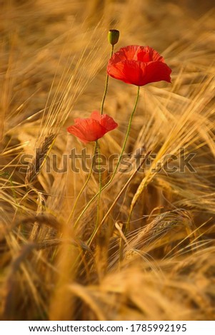 Similar – Poppy flower in a cereal field