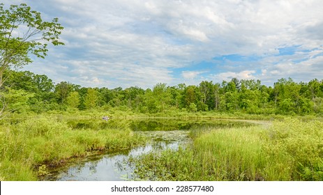 Summer Reflection, Blue Trail, Bald Mountain State Recreation Area, Lake Orion, Michigan