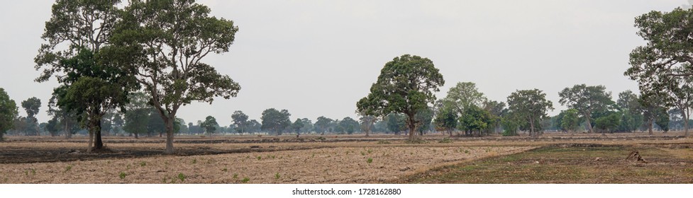 Summer Rice Fields. Brown Hay. And The Big Tree Has Deep Roots. Green. Drought In The Soil. And The Weather Is Sweltering