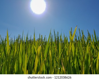 
Summer rice fields in Korea. Green fields - Shutterstock ID 1212038626