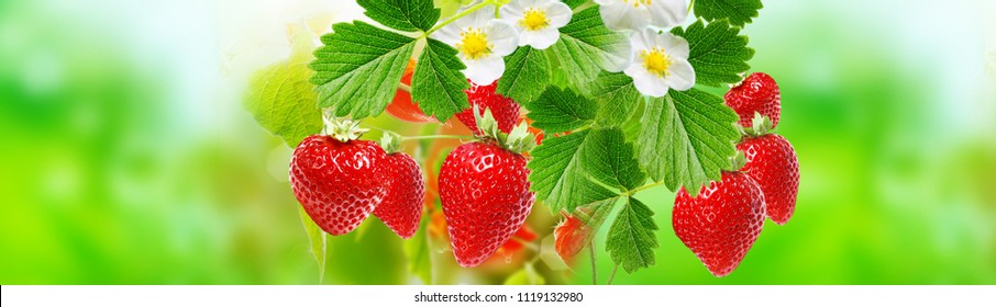 Summer Ripe Strawberries