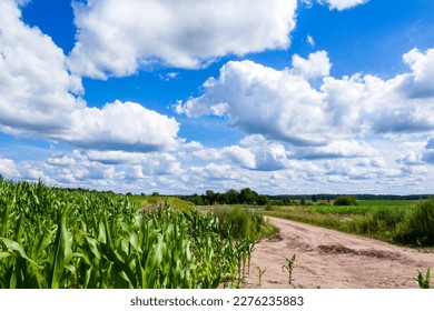 Summer rural landscape. Green field and blue sky, country road path and trees on the background. Beautiful sunny afternoon european nature wallpaper. Farm land with corn agriculture bright photo. - Shutterstock ID 2276235883