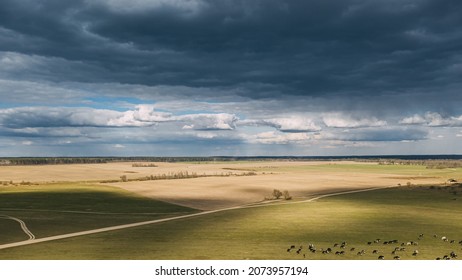 Summer Rural Meadow Landscape Under Scenic Sky. Herd Of Cows Grazing In Green Pasture In Rainy Evening Agricultural Field. Aerial View. Drone Lapse Hyperlapse. 4K