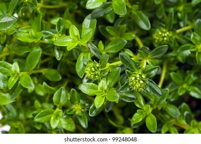  Summer Savory