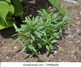 Summer Savory In Garden Bed