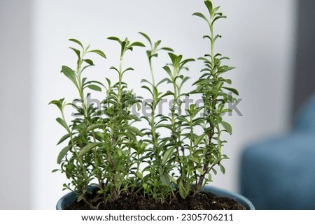 Summer savory. Kitchen herbs growing at home

