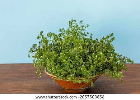 Summer savory (Satureja hortensis) plant herb in ceramic bowl on a table.