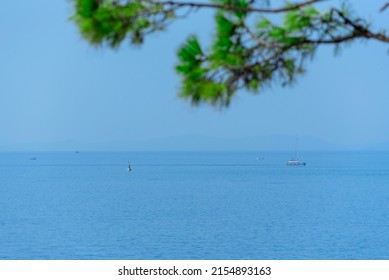 Summer scene with yacht and boats in the sea with defocused green pine tree in the foreground. Summer concept