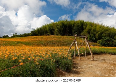 Summer scenery of a beautiful orange daylily flower field on the rolling hillside under blue sky, with a swing of rustic wooden frame by the meadow, in Chike-Shan Mountain (赤柯山), Yuli, Hualien, Taiwan