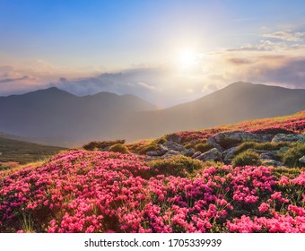 Summer Scenery. Beautiful Photo Of Mountain Landscape. The Lawns Are Covered By Pink Rhododendron Flowers. Concept Of Nature Rebirth. Blue Sky With Cloud. Amazing Springtime Wallpaper Background.