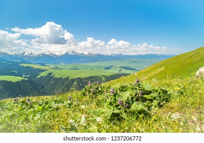 Summer scenery of Falcon Terrace in Kala Junra, Xinjiang, China - Powered by Shutterstock